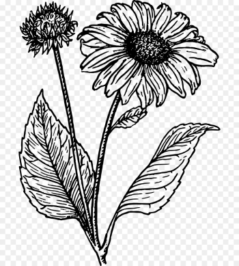 Line Art, Drawing, Art, Flowering Plant, Flower PNG Line Art, Drawing, Art, Flowering Plant, Flower PNG