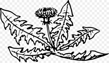 Line Art, Drawing, Art, Leaf, Botany PNG