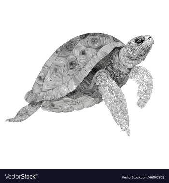 line graphics turtle line graphics turtle