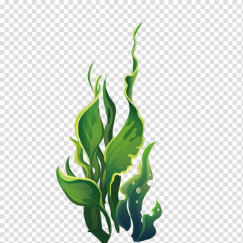 Linear leafed plant illustration, Aquatic plant Algae, Wide green leaves marine plants transparent background PNG clipart