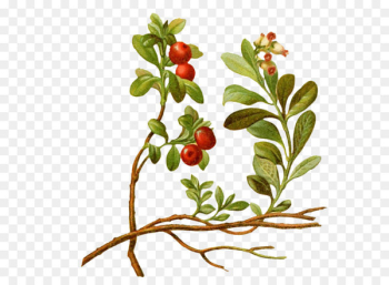 Lingonberry Vaccinium macrocarpon Cherry Tree Plant - Cartoon cherry tree 