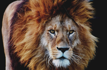 Lion Lion