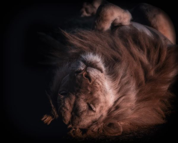 Lion Lion