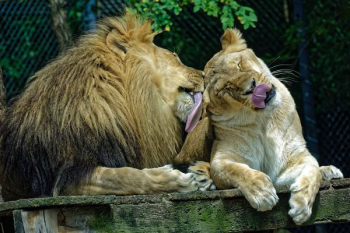 lion and lioness lion and lioness