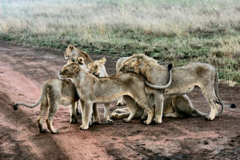 lion and lioness standing near green grass lion and lioness standing near green grass