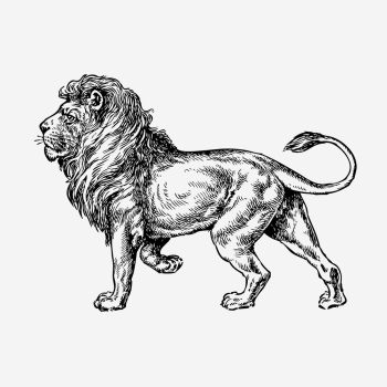 Lion, animal illustration. Free public | Free Photo Illustration - rawpixel Lion, animal illustration. Free public | Free Photo Illustration - rawpixel