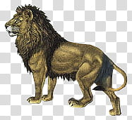 Lion animal transparent background PNG clipart Lion animal transparent background PNG clipart