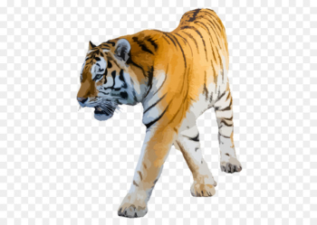 Lion Clip art Felidae Bengal tiger Cat - lion Lion Clip art Felidae Bengal tiger Cat - lion