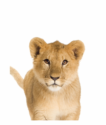 Lion Cub In White Background | Transparent PNG Download #384429 ...