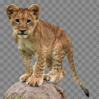 Lion cub png 3 » PNG Image Lion cub png 3 » PNG Image