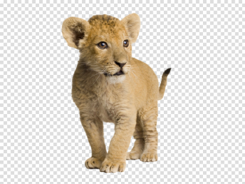 Lion cub png 4 » PNG Image Lion cub png 4 » PNG Image