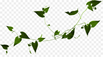 Lion Flowering plant Plant stem Clip art - Plante Lion Flowering plant Plant stem Clip art - Plante