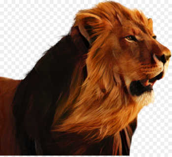 Lion, Khodahafez, Cat, Mammal PNG Lion, Khodahafez, Cat, Mammal PNG