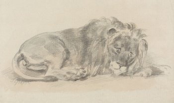Lion Lying Down | Free Photo - rawpixel Lion Lying Down | Free Photo - rawpixel