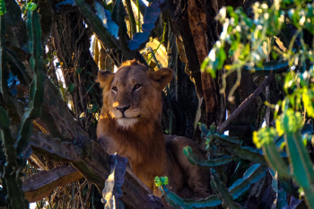 Lion On A Tree Lion On A Tree