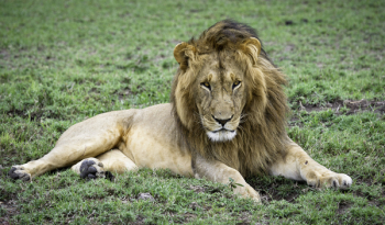 Lion On Grass Lawn Lion On Grass Lawn