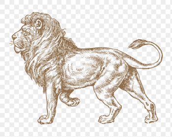 Lion png sticker, animal illustration, | Free PNG Illustration - rawpixel Lion png sticker, animal illustration, | Free PNG Illustration - rawpixel