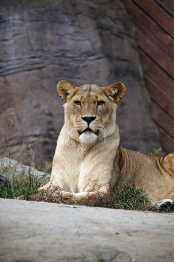 Lioness Lioness