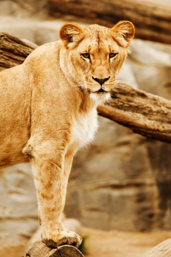 Lioness Beside on Brown Wood Lioness Beside on Brown Wood