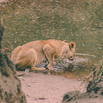 Lioness drinking water Lioness drinking water