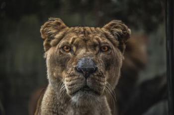 Lioness illustration Lioness illustration