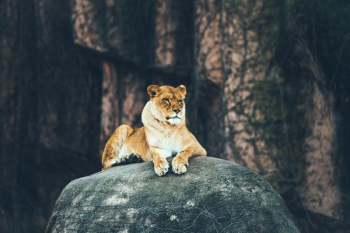 lioness laying on gray rock lioness laying on gray rock