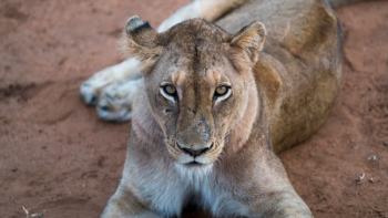 lioness laying on surface lioness laying on surface