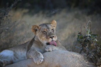lioness lying on gray rock lioness lying on gray rock