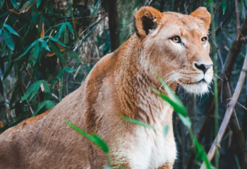 lioness near bamboo plant lioness near bamboo plant