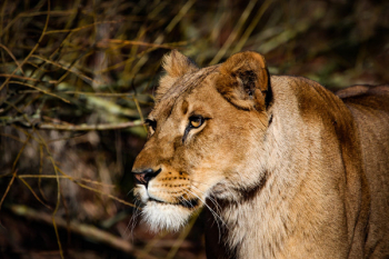 Lioness Near Twigs Lioness Near Twigs