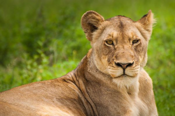 lioness on grass lioness on grass