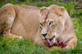 Lioness on Grass Eating Lioness on Grass Eating
