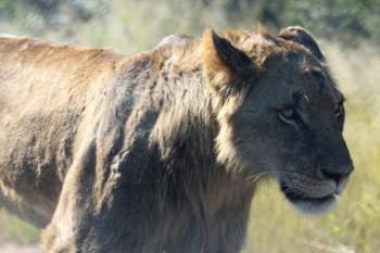Lioness on Green Field Lioness on Green Field