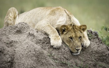 Lioness On Top Of Brown Rock Lioness On Top Of Brown Rock