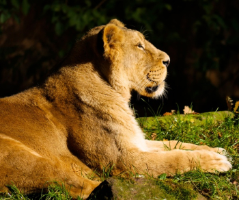 Lioness Reclining on Grass Field Lioness Reclining on Grass Field