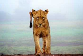 lioness standing on brown sands lioness standing on brown sands