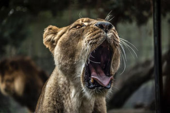 lioness yawning lioness yawning