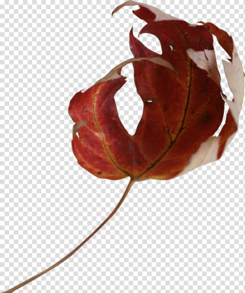 Little autumn leaf precut, brown maple leaf transparent background PNG clipart