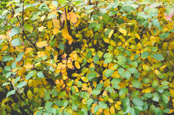 Little Autumn Leaves Little Autumn Leaves