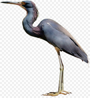 Little blue heron Bird Crane Egret - Little blue heron Bird Crane Egret -
