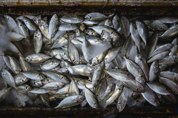 Little fish on a fish market Little fish on a fish market
