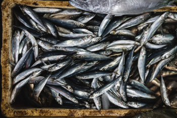Little fish on a fish market Little fish on a fish market
