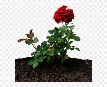 Little Rose By Eirian-stock - Little Rose Plant Little Rose By Eirian-stock - Little Rose Plant