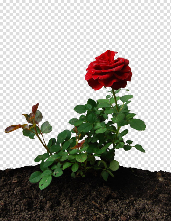 Little Rose, red rose transparent background PNG clipart