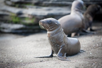 Little Sea Lion On Beach Little Sea Lion On Beach