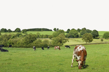 Livestock farm background, cow grazing | Free PSD - rawpixel Livestock farm background, cow grazing | Free PSD - rawpixel