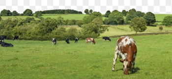 Livestock farm png border, transparent | Free PNG - rawpixel Livestock farm png border, transparent | Free PNG - rawpixel