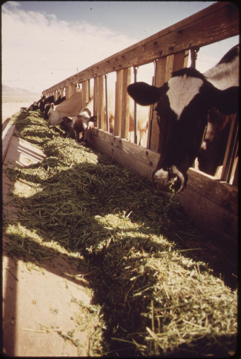 Livestock on EPA's experimental farm. | Free Photo - rawpixel Livestock on EPA's experimental farm. | Free Photo - rawpixel