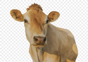 Livestock png clipart, farm animal, | Free PNG - rawpixel Livestock png clipart, farm animal, | Free PNG - rawpixel