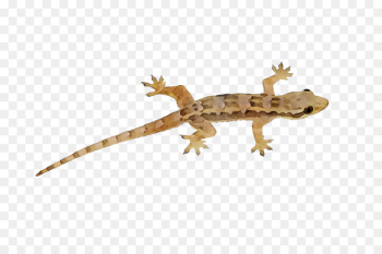 Lizard Gecko Pig Swine influenza Animal - Lizard Gecko Pig Swine influenza Animal -